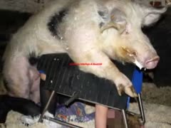 Perverted Asian slut adores getting fucked by a pig 